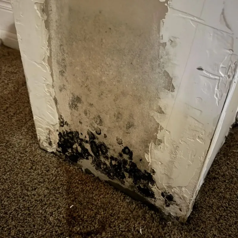 Professional Mold Removal in Captains Cove, VA
